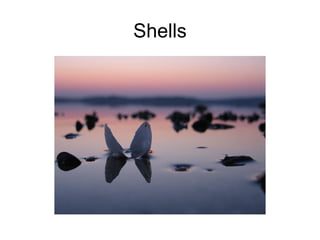 Shells 