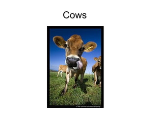 Cows 