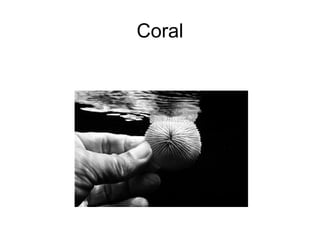 Coral 