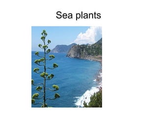 Sea plants 