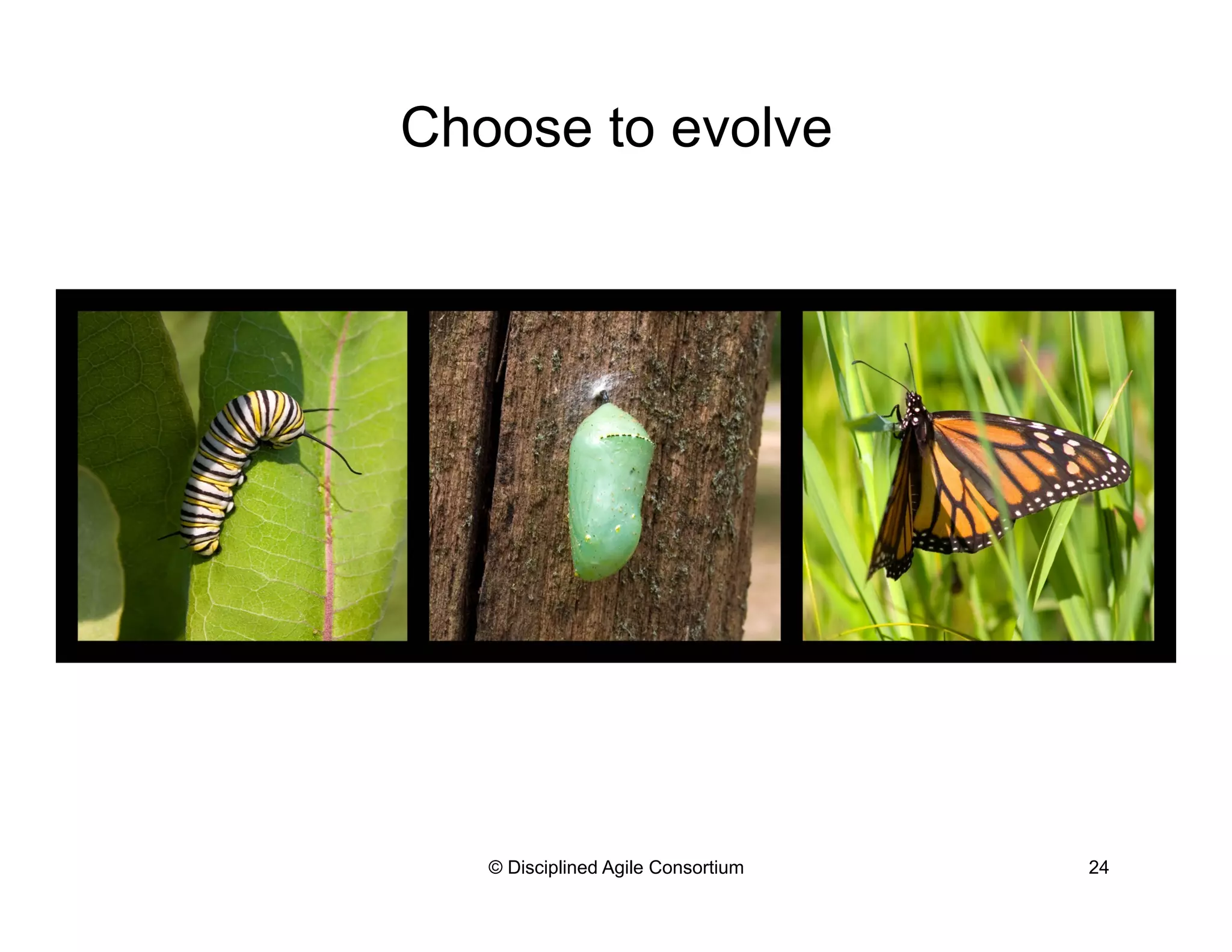 Choose to evolve
© Disciplined Agile Consortium 24
 