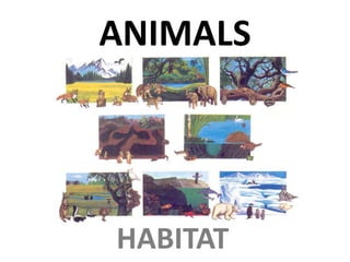 ANIMALS
HABITAT
 
