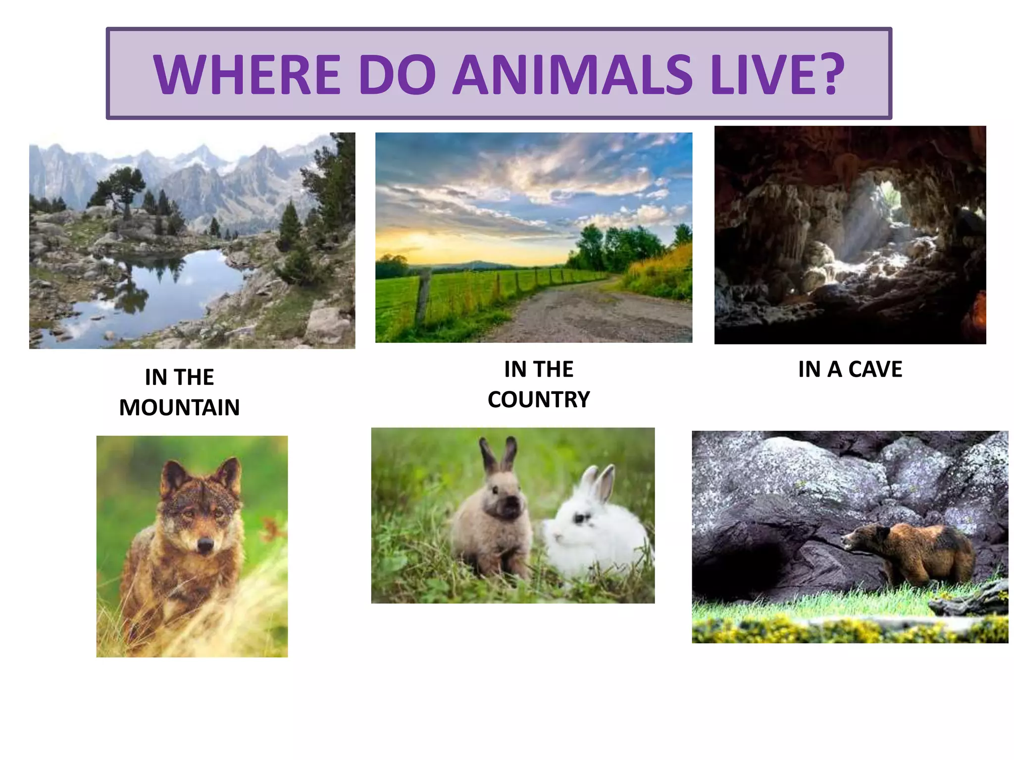 Where do animals live