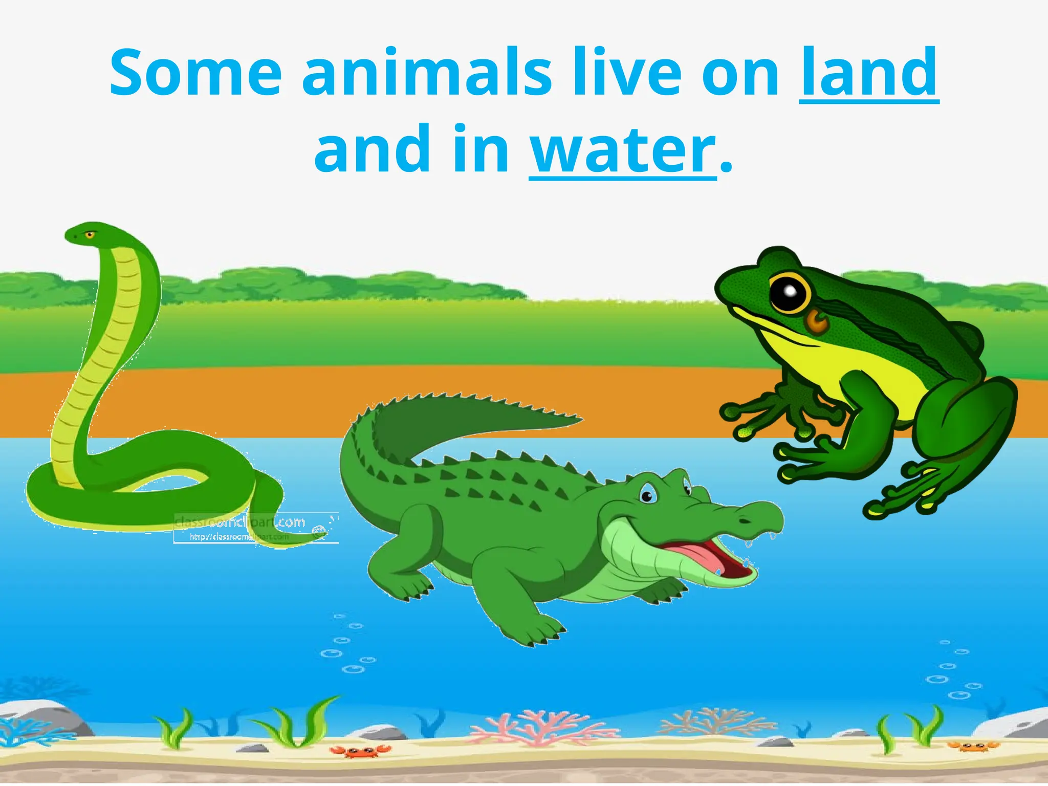Some animals live on land
and in water.
 