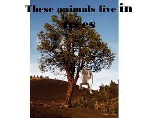 These animals live in
trees
 