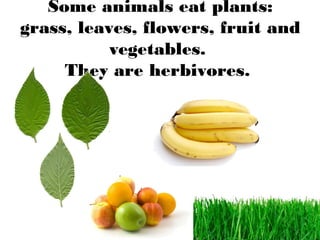 Some animals eat plants:
grass, leaves, flowers, fruit and
vegetables.
They are herbivores.
 