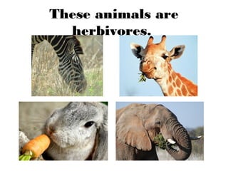 These animals are
herbivores.
 
