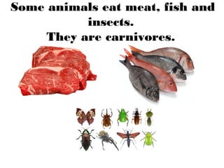 Some animals eat meat, fish and
insects.
They are carnivores.
 