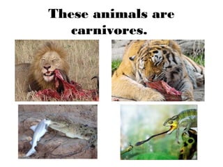 These animals are
carnivores.
 