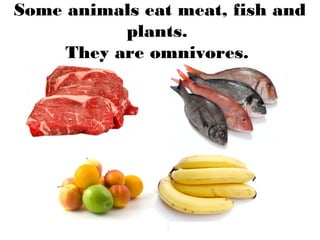 Some animals eat meat, fish and
plants.
They are omnivores.
 