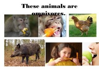 These animals are
omnivores.
 