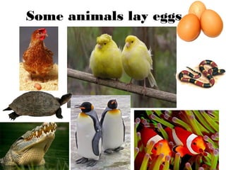 Some animals lay eggs
 