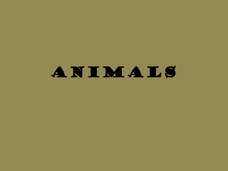 Animals
 