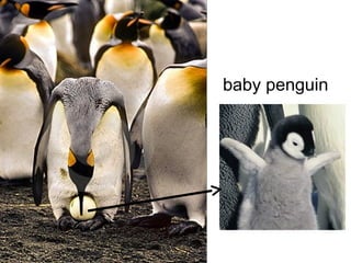 baby penguin
 