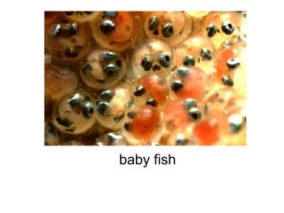 baby fish
 