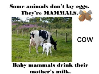 Some animals don’t lay eggs.
They’re MAMMALS.
cow
Baby mammals drink their
mother’s milk.
 