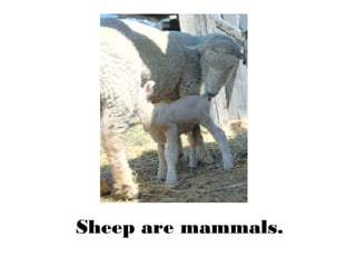 Sheep are mammals.
 