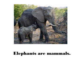 Elephants are mammals.
 