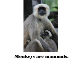 Monkeys are mammals.
 