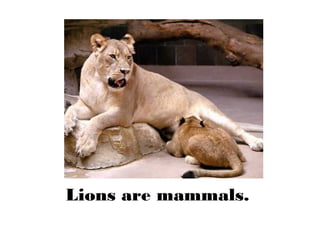 Lions are mammals.
 