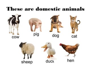 These are domestic animals
cow
pig dog cat
sheep duck hen
 