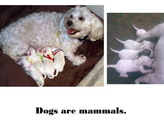 Dogs are mammals.
 