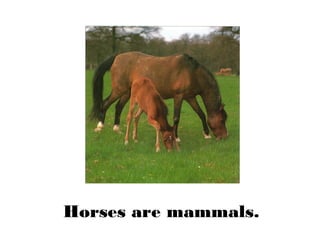 Horses are mammals.
 