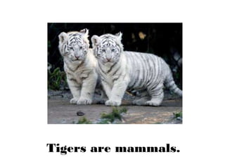 Tigers are mammals.
 