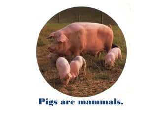 Pigs are mammals.
 