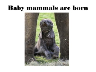 Baby mammals are born
live.
 