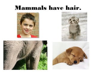 Mammals have hair.
 