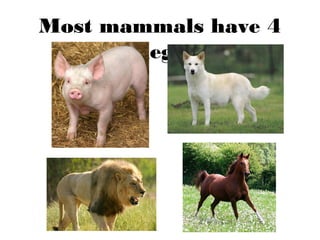 Most mammals have 4
legs.
 