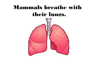 Mammals breathe with
their lungs.
 