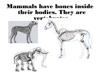 Mammals have bones inside
their bodies. They are
vertebrates.
 