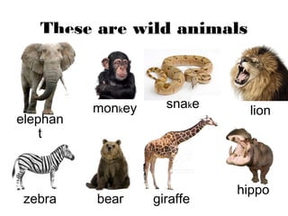 These are wild animals
elephan
t
monkey snake
lion
hippo
zebra bear giraffe
 