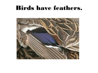 Birds have feathers.
 