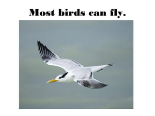 Most birds can fly.
 