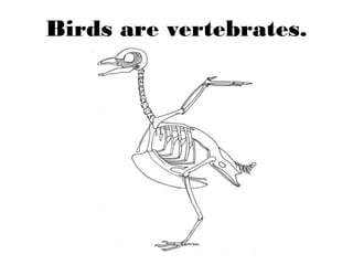 Birds are vertebrates.
 