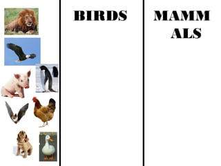BIRDS MAMM
ALS
 