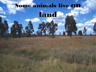 Some animals live on
land
 