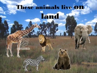 These animals live on
land
 
