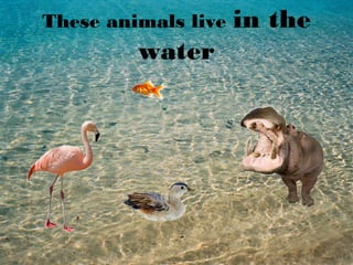These animals live in the
water
 