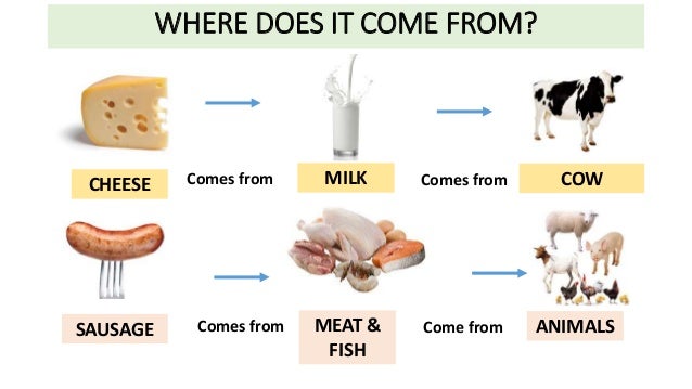 Where does food come from. Where does food come from Worksheet. Where does the food come from for Kids. Where did.