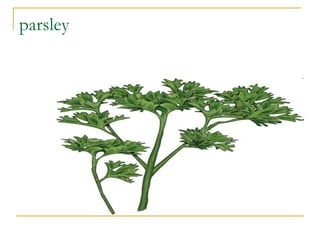 parsley