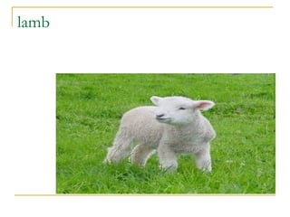 lamb