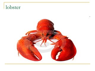 lobster