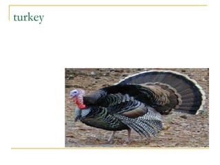 turkey