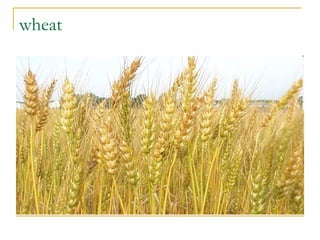 wheat