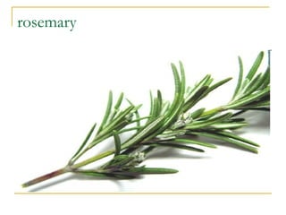 rosemary