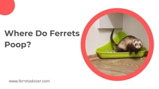 Where Do Ferrets
Poop?
www.ferretadviser.com
 